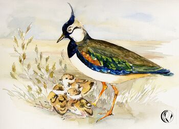 Kibitz mit Küken Tier im Aquarell