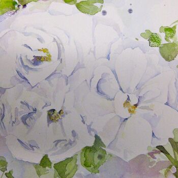 aquarell weisse rose