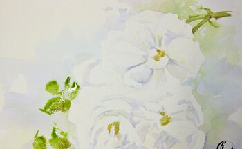 aquarell weisse rose