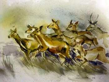 dammwild im Aquarell