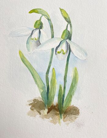 Schneeglöckchen Studie gemalt im Aquarell