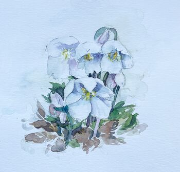 schneerose aquarell blumen malerei winter frühling