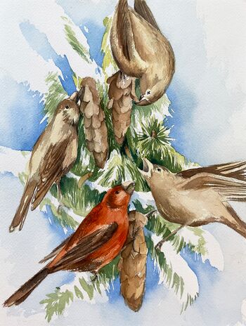Kreuzschnäbler Vogel Winter fressen Aquarell Tier