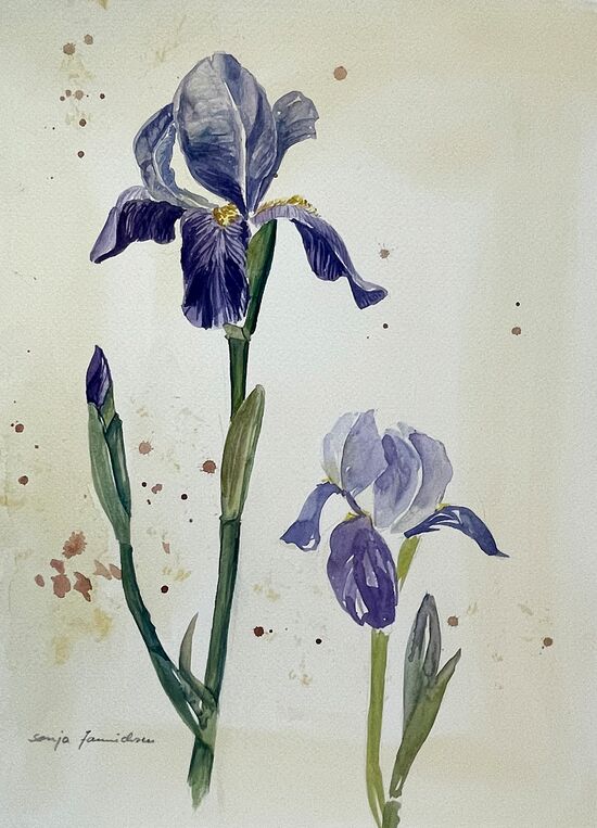 iris aquarell malerei blumen garten