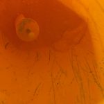 Aquarellpigment